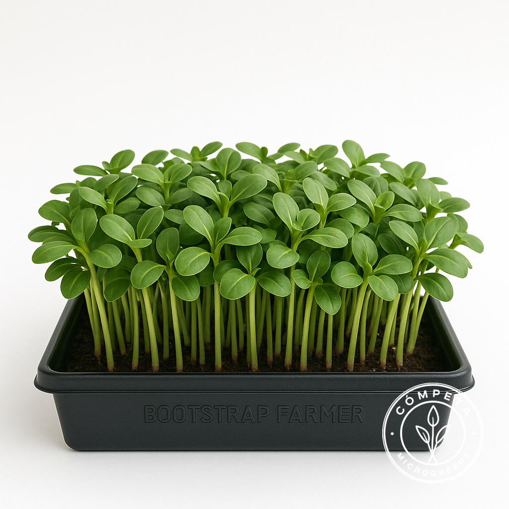 Microgreens Gallery