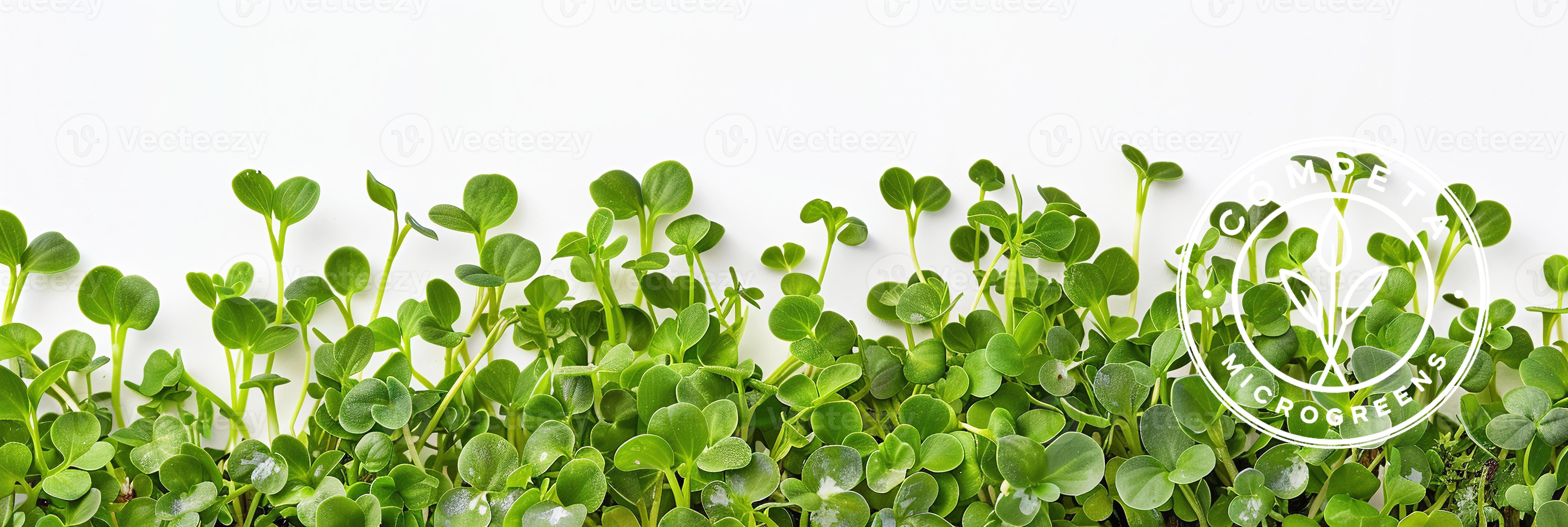 Microgreens Gallery