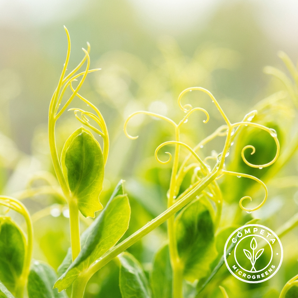 History of Microgreens