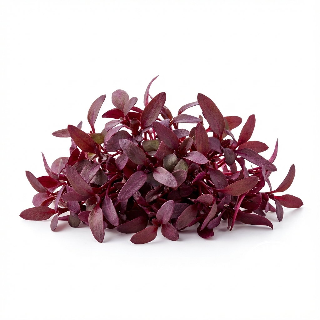 Microgreens Gallery: gen_white_bulls_blood_1765013823828.png