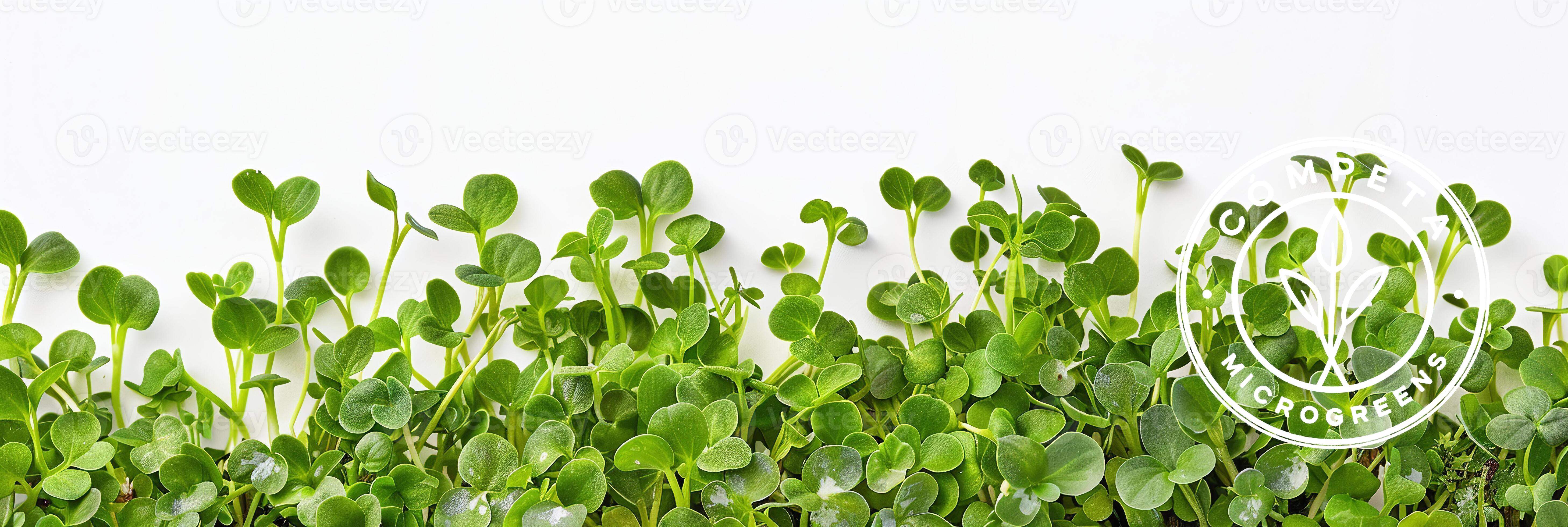 Microgreens Gallery