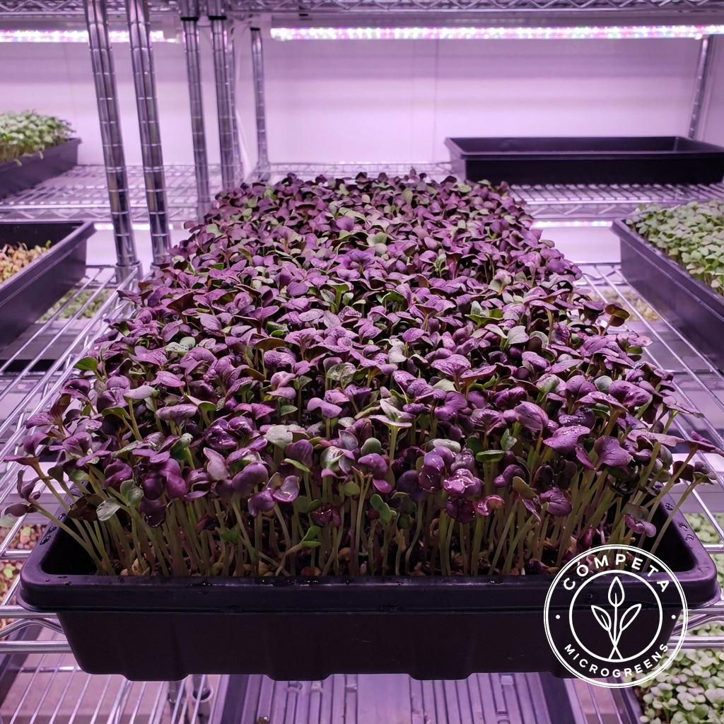 Microgreens Gallery